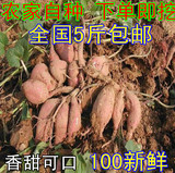 农家自种新鲜红番薯地瓜红薯红心番薯香番薯白瓤 露天现挖农产品