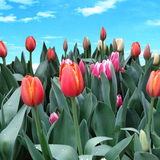 荷兰进口郁金香种球堪比风信子大小土培植物特级种球保证花色花苗