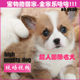 北京超人国际犬舍低价出售柯基犬纯种幼犬家养威尔士柯基犬BJ-2