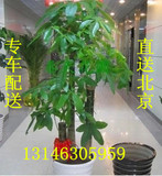 步步高大型发财树开业乔迁送礼办公室内客厅招财绿植盆栽景送北京