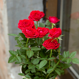 欧月月季玫瑰盆栽苗大花玫瑰月季盆栽荷兰进口玫瑰花苗带盆包邮