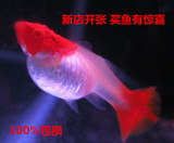 孔雀鱼鸿运当头红头孔雀鱼热带鱼转运鱼燕尾精品活体种鱼种鱼纯种