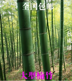 大型楠竹种 高达20米湖南毛竹种湖南南竹国内最大型竹子种苗根茎
