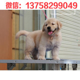 出售家养纯种，纯种金毛猎犬，纯种金毛幼犬 导盲犬宠物狗狗7