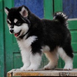 出售纯种阿拉斯加幼犬/阿拉斯加雪橇犬/巨型阿拉斯加/熊版阿拉1
