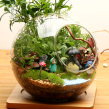 微景观苔藓生态瓶创意迷你盆栽植物玻璃瓶办公桌摆件diy礼物龙猫