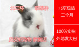 特价道奇猫猫兔 安哥拉兔 宠物兔 兔兔 活体宠物兔子 兔宝宝 兔兔