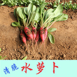 春播蔬菜种子批发清脆水萝卜籽四季阳台种植新手易种盆栽小青菜菜