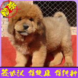 正规狗场专业繁殖纯种大狮头大骨量藏獒活体幼犬出售可送货刷卡9