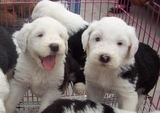 上海纯种古牧幼犬出售/赛级白头黑背古代牧羊犬蓝眼健康宠物狗狗
