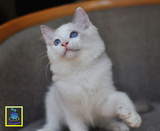 全价布偶猫CFA登录注册幼猫蓝双色海豹双色重点色山猫双公母SOLD