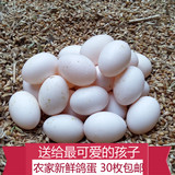农家杂粮散养新鲜鸽子蛋土纯天然鸽蛋信鸽蛋鸽蛋宝宝孕妇30枚包邮