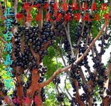 正宗台湾嘉宝果苗 果树苗 树葡萄果树苗庭院盆栽南方种植 嘉宝果