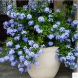 蓝雪花苗盆栽 蓝雪丹花开不断 蓝色 庭院阳台植物 攀援花卉蓝茉莉