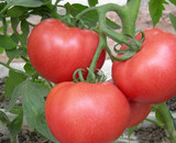 南京农家自种新鲜有机西红柿番茄洋柿子不催熟不打药绿色蔬菜