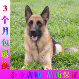 上海 出售纯种赛级 德国牧羊幼犬 苏联红 黑背弯弓警犬 宠物狗