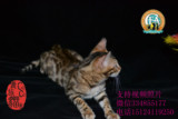 孟加拉豹猫幼猫纯种亚洲豹猫大空心玫瑰花可爱MMDD均有活体包健康