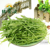 【鲜食派】芝麻菜火箭菜沙拉菜新鲜蔬菜农家蔬菜有机蔬菜沙拉250g
