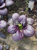 【紫钻紫油菜种子】深紫色 黑蔬菜 特菜种子观光园 紫冠一号青菜