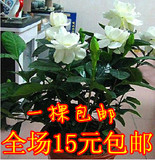 花香浓郁 牡丹栀子花 室内盆栽花卉绿植 大花型 三年苗 当年开花