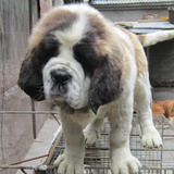 双赛级血统家养宠物狗 纯种巨型圣伯纳犬 救援护卫活体幼犬出售18