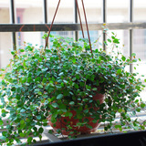 千叶吊兰 植物 室内兰花桌面 防辐射盆栽绿植