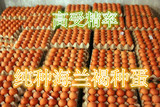 高产纯种海兰褐 海兰白蛋鸡种蛋 孵化小鸡 年产蛋300枚以上