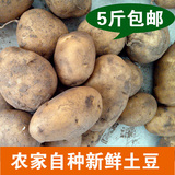 农家自种新鲜土豆洋芋批发非转基因土豆新鲜蔬菜马铃薯特价洋芋果