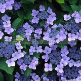 花卉紫罗兰种子 风信子种球 阳台庭院草 永恒的美1元25粒5元150粒