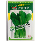 【青帮油菜】速生嫩小油菜种子/阳台种蔬菜水果瓜草花卉籽/四季播