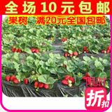 新品种 盆栽草莓苗 草莓秧 本地特产 四季可种奶油草莓苗