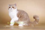 Mr. Bean Cattery 乳加白异国短毛猫加菲猫种母欣赏