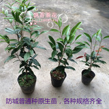 金茶花树苗盆栽-防城普通种金花茶-年份规格齐全珍稀茶花品种