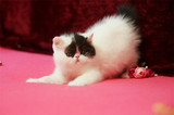 加菲猫宠物猫咪/异国短毛猫/家养纯种短毛/幼猫黑白弟弟公猫