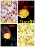 热销高产蛋鸡种蛋受精鸡蛋新鲜土鸡种蛋可孵化出小鸡正宗小鸡苗批