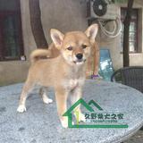 上海出售纯种柴犬幼犬 赛级正宗日本柴犬幼犬日系柴犬短毛小型犬
