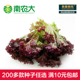蔬菜种子进口紫叶生菜种子夏季阳台种子盆栽种子批发四季播种