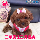 超小体精品泰迪幼犬狗狗出售 茶杯犬宠物狗 玩具贵宾犬韩国血统