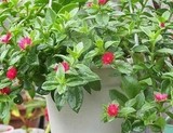 垂吊盆栽口红吊兰有氧植物花卉办公室吸甲醛热销绿植净化空气植物
