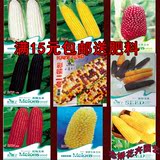 玉米种子 彩糯二号、金、银、黑糯玉米、水果玉米、迷你玉米等