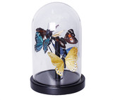 美式后现代玻璃半圆防尘罩彩色蝴蝶摆件 家具家居软装饰品摆设