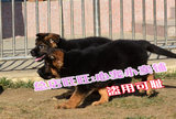 杭州锤系德牧幼犬出售纯种德国牧羊犬宠物狗大型警犬黑背狼狗18