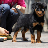 罗威纳犬幼犬出售猛犬护卫犬德系系罗威纳幼犬出售 看家护院狗87