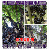 正宗台湾 葡萄苗葡萄树苗 树葡萄嘉宝果 果苗盆栽 果树苗当年结果