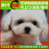 韩国血统 纯种泰迪犬 幼犬出售 白色宠物狗贵宾 超小精品赛级B93