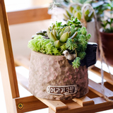 创意多肉组合拼盆栽粗陶瓷盆器办公室桌面绿植室内家居摆件装饰物