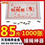 1000张包邮超强苍蝇粘贴纸 高效无毒粘苍板 补苍蝇器 强力捕苍