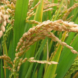 15年新米东北特产五常大米稻花香黑龙江非转基因贡米农家自销20斤