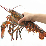 【寻鲜】鲜活水产海鲜加拿大进口波士顿大龙虾 105元/斤 只包新鲜