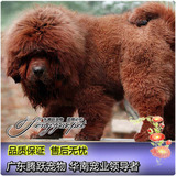 出售黑色狮头藏獒红色铁包金臧獒幼犬獒园直销纯种健康宠物狗包邮